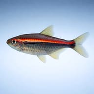 Red-Line Tetra (Hyphessobrycon amapaensis) near aquarium plants for scale — representative image - view 3