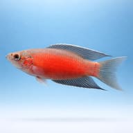 Red Paradise Fish (Macropodus opercularis red) side profile on a plain background - view 3