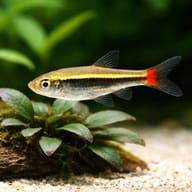 Rasbora Borapetensis close view beside an aquarium plant - view 4