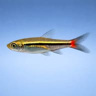 Rasbora Borapetensis side profile on a plain background - view 3