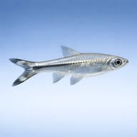 Scissortailed Rasbora, Thre (Rasbora trilineata) side profile on a plain background - view 3