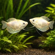 Spotted Gourami, Blue Goura (Trichogaster trichopterus silver platinum) pair in a planted aquarium - view 2