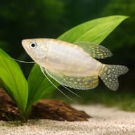 Spotted Gourami, Blue Goura — X Silver Platinum Three-Spot Gourami (Trichopodus trichopterus) - UK (Trichopodus - view 4