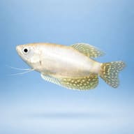 Spotted Gourami, Blue Goura — X Silver Platinum Three-Spot Gourami (Trichopodus trichopterus) - UK (Trichopodus - view 3