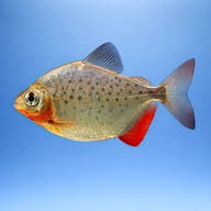 Silver Dollar fish (Metynnis hypsauchen) side profile against a blue aquarium background — representative image - view 3