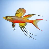 Threadfin Rainbowfish Planted Tank — Side view of Threadfin Rainbowfish Iriatherina werneri — representative image - view 3