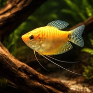 Representative gold-form Three-Spot Gourami swimming beside aquarium wood; mix colour may vary — representative image - view 1