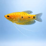 Three-Spot Gourami Mix — Gold-form Trichopodus trichopterus side profile showing long pelvic feelers - view 3