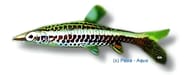 Tube-Mouthed Pencilfish, Nannostomus eques - view 5