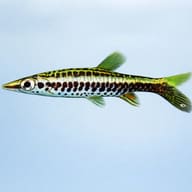 Tube-Mouthed Pencilfish side profile aquarium visual — representative image - view 3