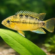 Tucurui Dwarf Cichlid Apistogramma tucurui in a planted aquarium — close view showing fin and scale detail - view 4