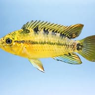 Tucurui Dwarf Cichlid Apistogramma tucurui in a planted aquarium — side profile on a plain background — representative image - view 3