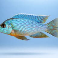 Turquoise Peacock Cichlid — side profile on a plain background — representative image - view 3