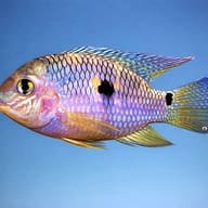 Twin-Spot Cichlid (Aequidens metae) - side profile — representative image - view 3