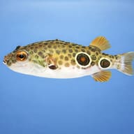 Twin-Spot Puffer — side profile on a plain background — representative image - view 3