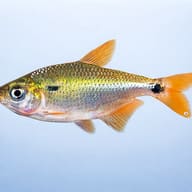 Two-Spot Astyanax — side profile on a plain background — representative image - view 3