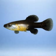 Twoline Skiffia (Skiffia bilineata) side profile, representative illustration — representative image - view 3