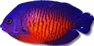 Twospined Angelfish Centropyge bispinosa medium marine fish with vivid blue, orange and yellow colouring - view 5
