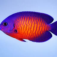 Twospined Angelfish M — side profile on a plain background — representative image - view 3