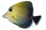 Twotone tang - Marine Aquarium Livestock — Twotone Tang M - view 5