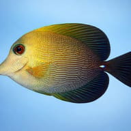 Twotone tang - Marine Aquarium Livestock — Twotone Tang M — side profile on a plain background — representative image - view 3