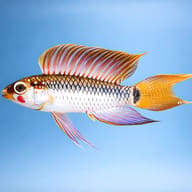 Uapesi Dwarf Cichlid Sao Gabriel — side profile on a plain background — representative image - view 3