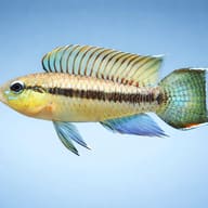 Uapesi Dwarf Cichlid urubaxi — side profile on a plain background — representative image - view 3