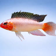 Uaupesi Dwarf Cichlid Urubaxi Red (Apistogramma uaupesi) - side profile — representative image - view 3