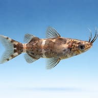 Black Upside-Down Catfish (Synodontis nigriventris) side view showing barbels and mottled body — representative image - view 3