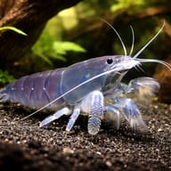 Vampire Shrimp (Atyopsis gaboensis) (Atya gabonensis) perched on driftwood — representative aquarium image - view 2