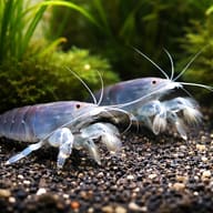Vampire Shrimp (Atyopsis gaboensis) in a planted aquarium — representative image — representative image - view 3