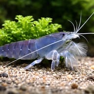 Vampire Shrimp (Atyopsis gaboensis) beside aquarium plants for approximate scale — representative image - view 5