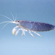 Side view of a Vampire Shrimp (Atyopsis gaboensis) showing fan-feeding appendages — representative image - view 4