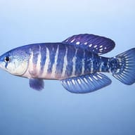 Variable Pearfish side profile showing blue-violet body and pale bars — representative image - view 3