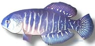 Variable Pearfish, Garcialebias viarius - view 5
