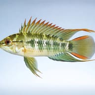 Veijia Dwarf Cichlid — side profile on a plain background — representative image - view 3