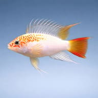 Gold Viejita-Type Dwarf Cichlid in side profile against a pale blue background - view 3