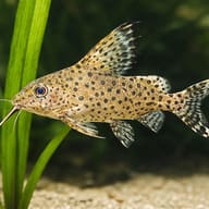 Velifer Catfish (Synodontis velifer) — close view showing fin and scale detail — representative image - view 4