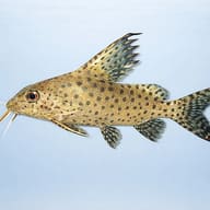 Velifer Catfish (Synodontis velifer) — side profile on a plain background — representative image - view 3