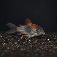 Venezuelan cory in side profile on a dark background, showing the orange shoulder patch and barbels - view 2