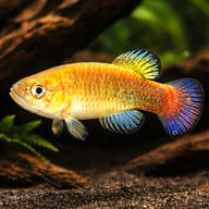 Venezuelan Killifish (Austrofundulus transilis) in driftwood aquarium visual — representative image - view 1
