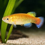Venezuelan Killifish (Austrofundulus transilis) scale and plant aquarium visual — representative image - view 4