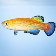 Venezuelan Killifish (Austrofundulus transilis) side profile aquarium visual — representative image - view 3