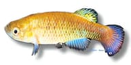 Venezuelan Killifish, Austrofundulus transilis - view 5