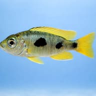 Verduya's Hap side profile showing three-spot cichlid pattern — representative image - view 3