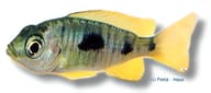 Verduya's Hap (Copadichromis trimaculatus) source image - view 5