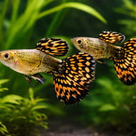 Poecilia reticulata male tiger — Vibrant Male Tiger Guppy - Perfect for UK Aquariums — pair in a planted aquarium - view 2