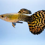 Poecilia reticulata male tiger — Vibrant Male Tiger Guppy - Perfect for UK Aquariums — side profile on a plain background - view 3