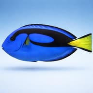 Palette surgeonfish in left-facing profile against pale blue, with a black loop and yellow tail - view 3