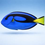 Palette surgeonfish — Vibrant Paracanthurus Hepatus Surgeon Fish for UK — side profile on a plain background - view 3